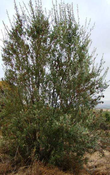 Buddleja saligna; Photographed by Ricky Mauer